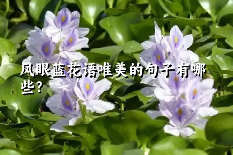 凤眼蓝花语唯美的句子有哪些？