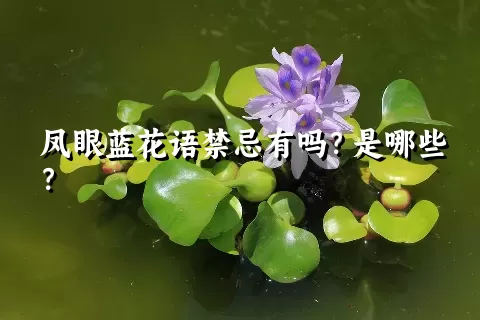 凤眼蓝花语禁忌有吗？是哪些？