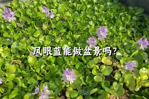 凤眼蓝能做盆景吗？