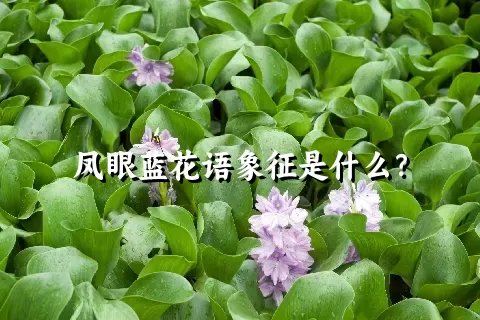 凤眼蓝花语象征是什么？