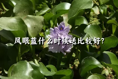 凤眼蓝什么时候送比较好？