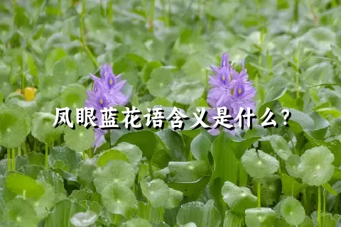 凤眼蓝花语含义是什么？