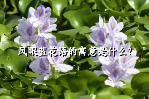 凤眼蓝花语的寓意是什么？