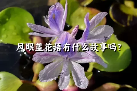 凤眼蓝花语有什么故事吗？