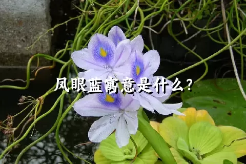 凤眼蓝寓意是什么？