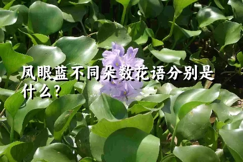 凤眼蓝不同朵数花语分别是什么？