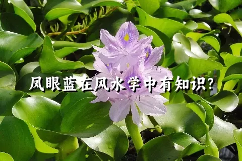 凤眼蓝在风水学中有知识？