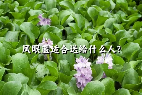 凤眼蓝适合送给什么人？