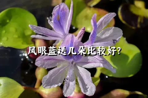 凤眼蓝送几朵比较好？