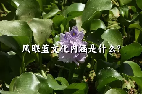 凤眼蓝文化内涵是什么？