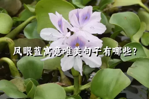 凤眼蓝寓意唯美句子有哪些？