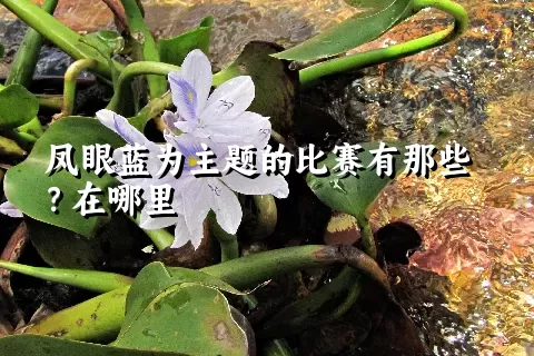 凤眼蓝为主题的比赛有那些？在哪里