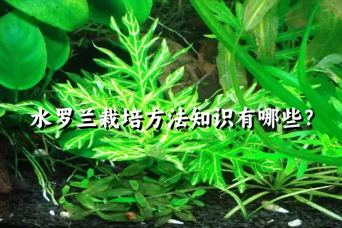 水罗兰栽培方法知识有哪些？