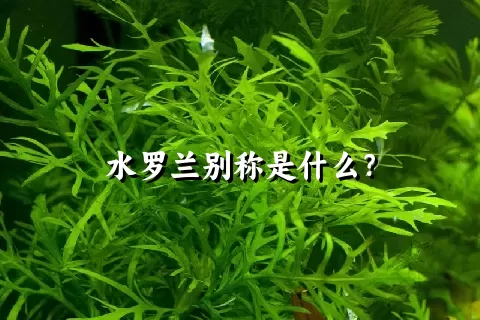 水罗兰别称是什么？