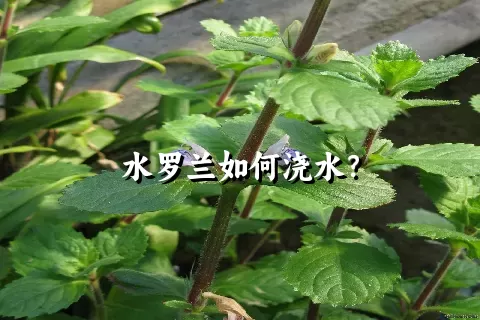 水罗兰如何浇水？