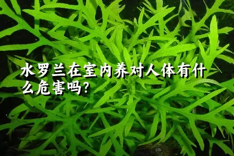 水罗兰在室内养对人体有什么危害吗？