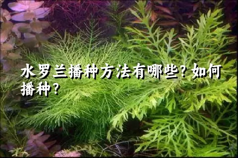 水罗兰播种方法有哪些？如何播种？