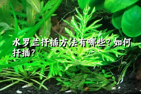 水罗兰扦插方法有哪些？如何扦插？