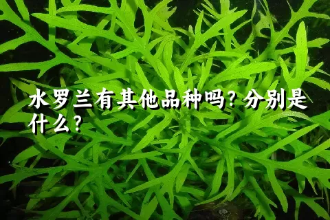 水罗兰有其他品种吗？分别是什么？