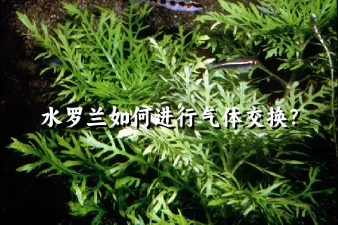 水罗兰如何进行气体交换？