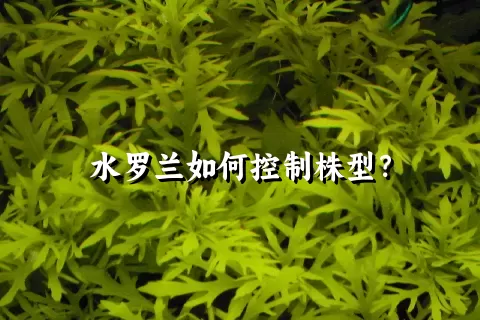 水罗兰如何控制株型？