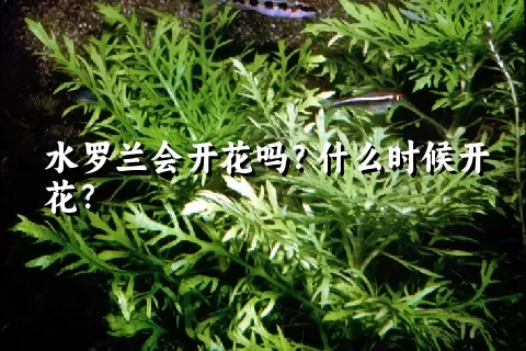 水罗兰会开花吗？什么时候开花？