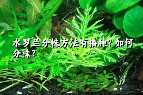 水罗兰分株方法有播种？如何分株？