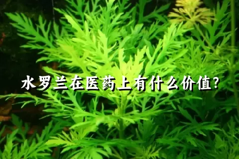 水罗兰在医药上有什么价值？