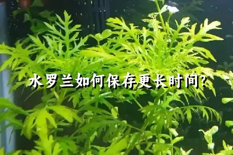 水罗兰如何保存更长时间？