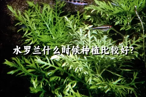 水罗兰什么时候种植比较好？