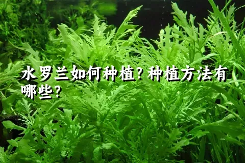 水罗兰如何种植？种植方法有哪些？