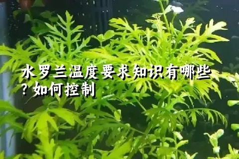 水罗兰温度要求知识有哪些？如何控制