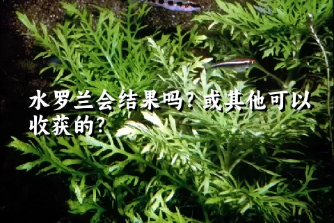 水罗兰会结果吗？或其他可以收获的？