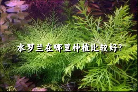 水罗兰在哪里种植比较好？