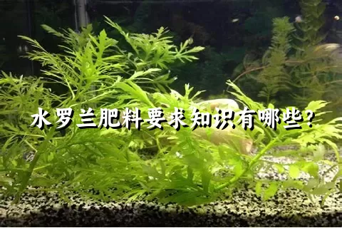 水罗兰肥料要求知识有哪些？