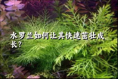 水罗兰如何让其快速茁壮成长？