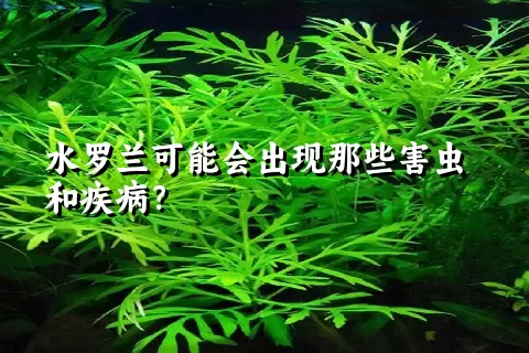 水罗兰可能会出现那些害虫和疾病？