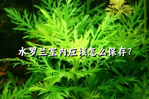 水罗兰室内应该怎么保存？