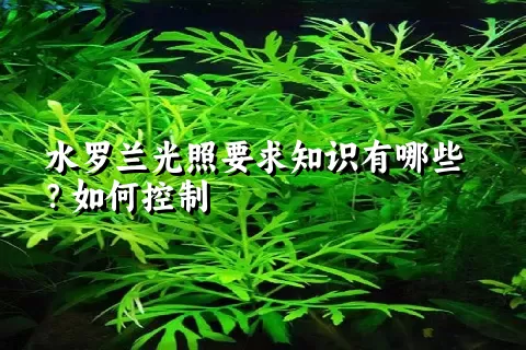 水罗兰光照要求知识有哪些？如何控制