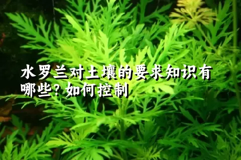 水罗兰对土壤的要求知识有哪些？如何控制