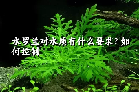 水罗兰对水质有什么要求？如何控制