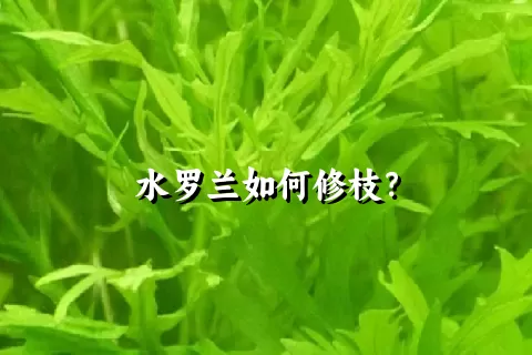 水罗兰如何修枝？