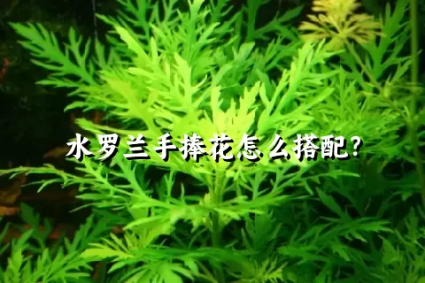 水罗兰手捧花怎么搭配？