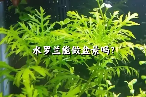 水罗兰能做盆景吗？