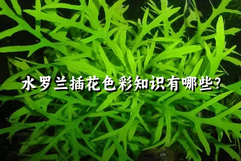 水罗兰插花色彩知识有哪些？