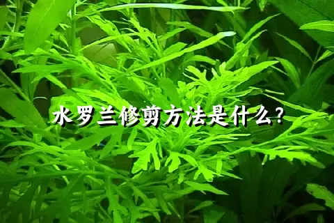 水罗兰修剪方法是什么？