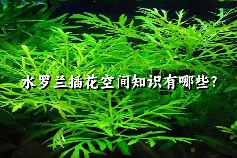 水罗兰插花空间知识有哪些？