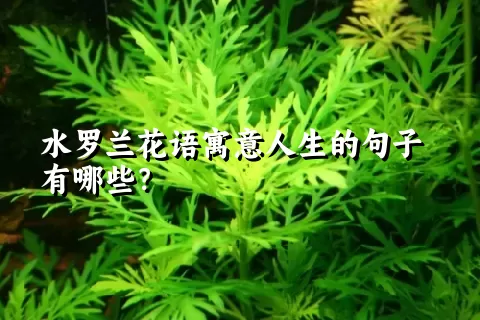 水罗兰花语寓意人生的句子有哪些？