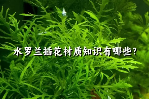 水罗兰插花材质知识有哪些？