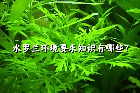 水罗兰环境要求知识有哪些？